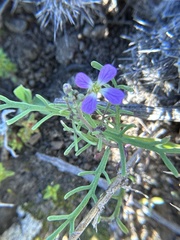 Sibara filifolia