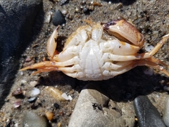 Metacarcinus anthonyi