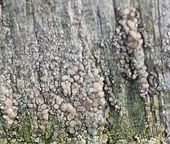 Lecanora symmicta
