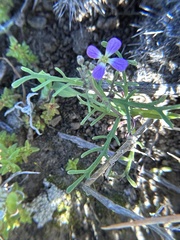 Sibara filifolia