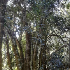 Citronella mucronata