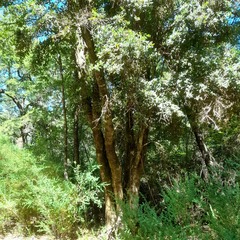 Citronella mucronata