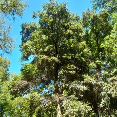 Citronella mucronata