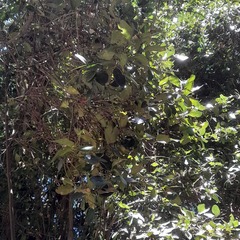 Citronella mucronata