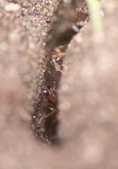 Pheidole fallax