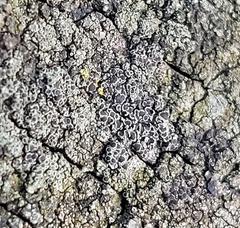 Lecanora campestris