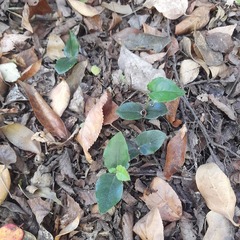 Citronella mucronata