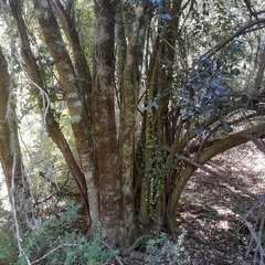 Citronella mucronata