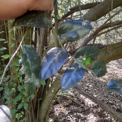 Citronella mucronata