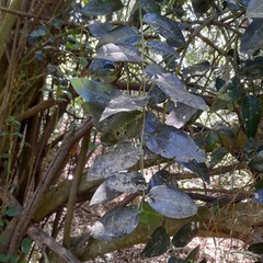 Citronella mucronata