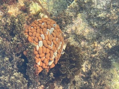 Phlyctenactis tuberculosa