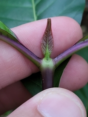 Palicourea crocea