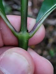 Palicourea crocea