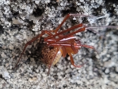 Parasteatoda tepidariorum