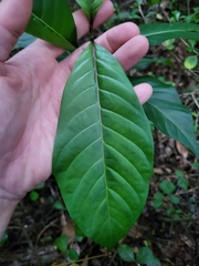 Palicourea crocea