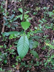 Palicourea crocea