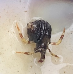 Pagurus hirsutiusculus