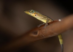 Anolis roquet