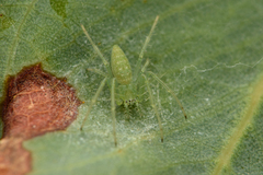 Araneus talipedatus