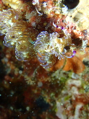 Pteraeolidia semperi