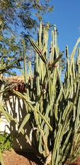 Cereus repandus