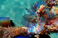 Virididentula dentata