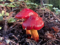 Hygrocybe laetissima