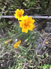 Tagetes lunulata