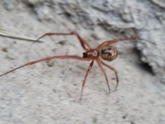 Parasteatoda tepidariorum