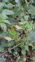 Heliotropium angiospermum