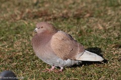 Columba livia domestica