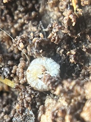 Myriapoda