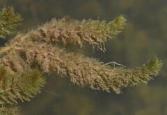 Myriophyllum muricatum