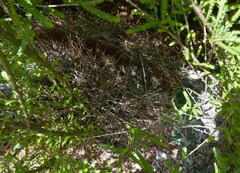 Chlamydera nuchalis