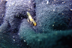 Alpheidae