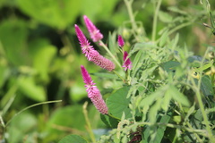 Celosia spicata