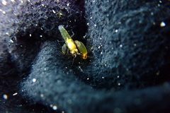 Alpheidae