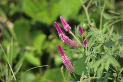 Celosia spicata
