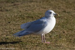 Larus glaucoides kumlieni