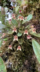 Masdevallia nidifica