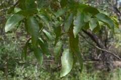 Pleiogynium timoriense