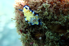 Hypselodoris imperialis