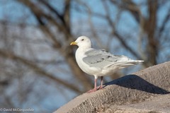Larus glaucoides