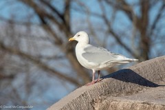 Larus glaucoides
