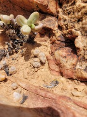 Anacampseros scopata