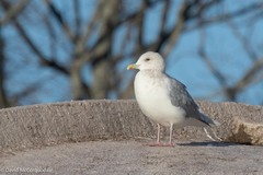Larus glaucoides