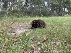 Tachyglossus aculeatus setosus
