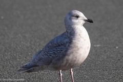 Larus glaucoides