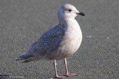 Larus glaucoides