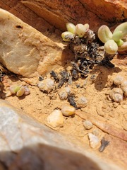 Anacampseros scopata